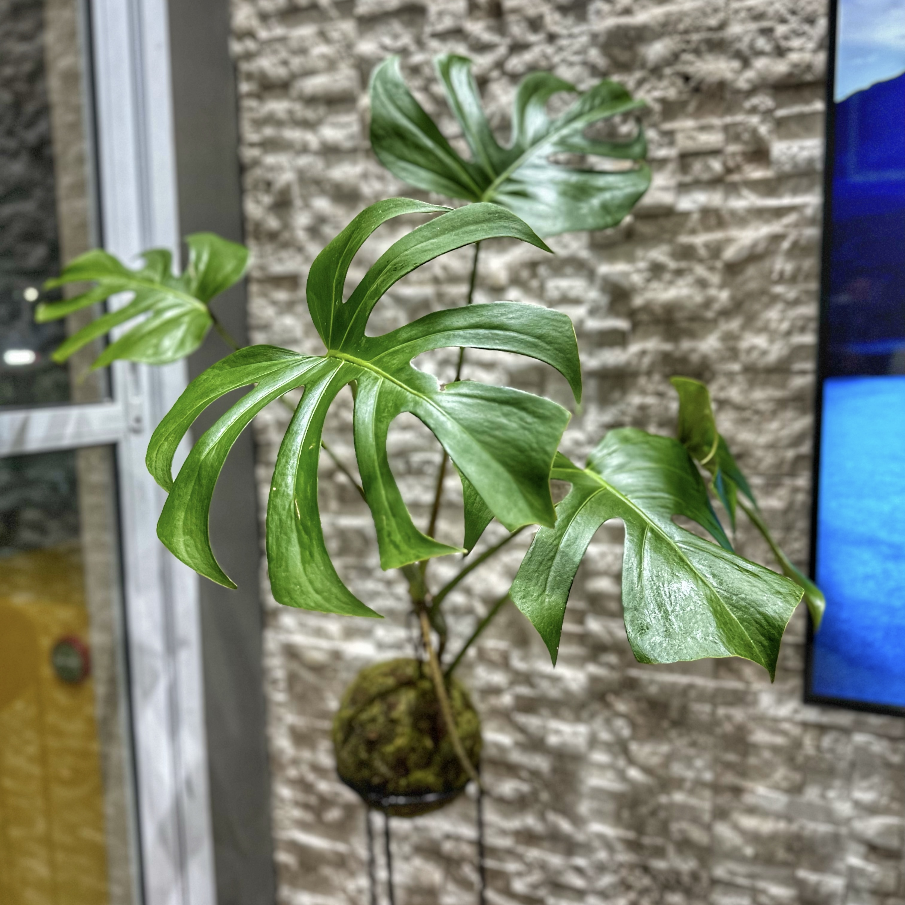 kokedama-imagem