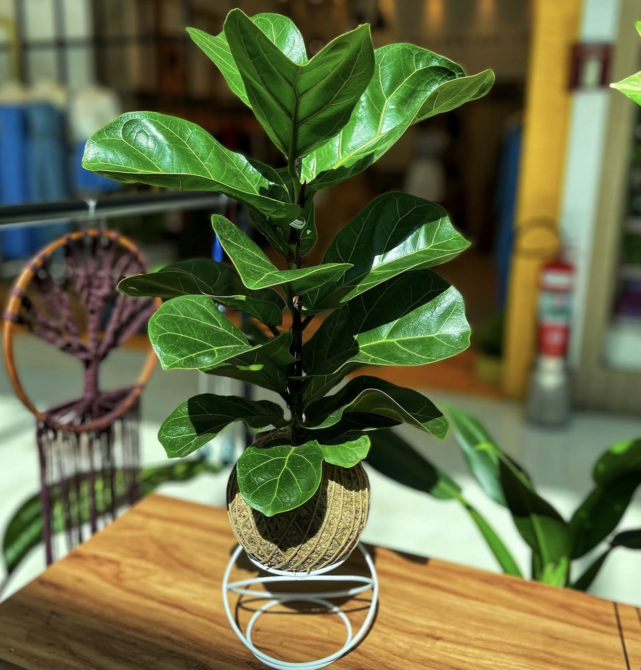 kokedama-imagem