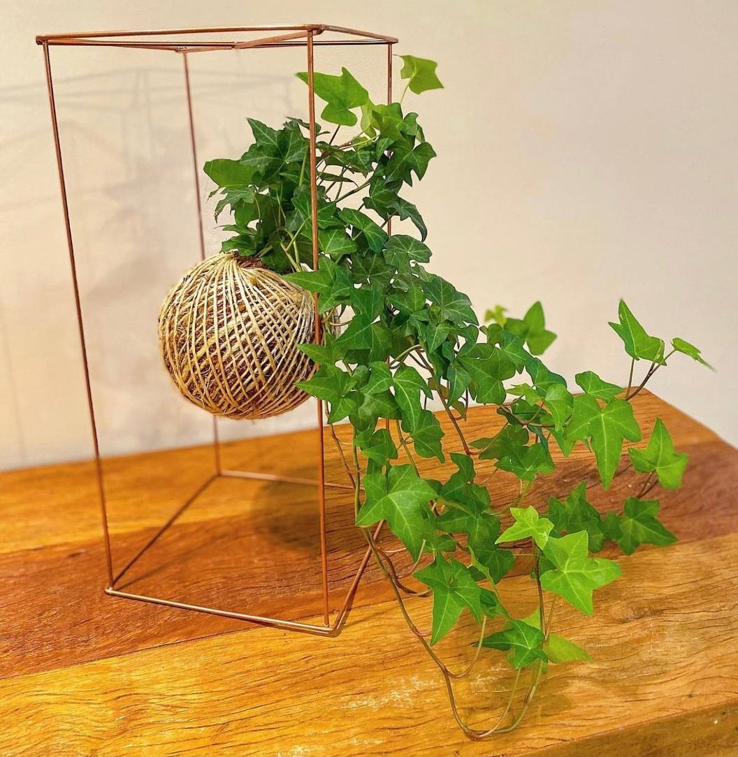 kokedama-imagem