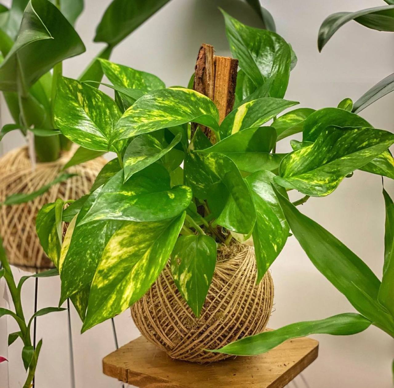 kokedama-imagem