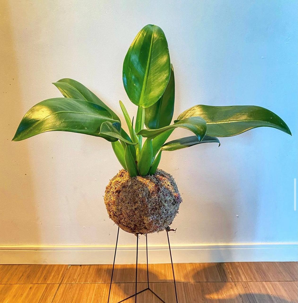 kokedama-imagem