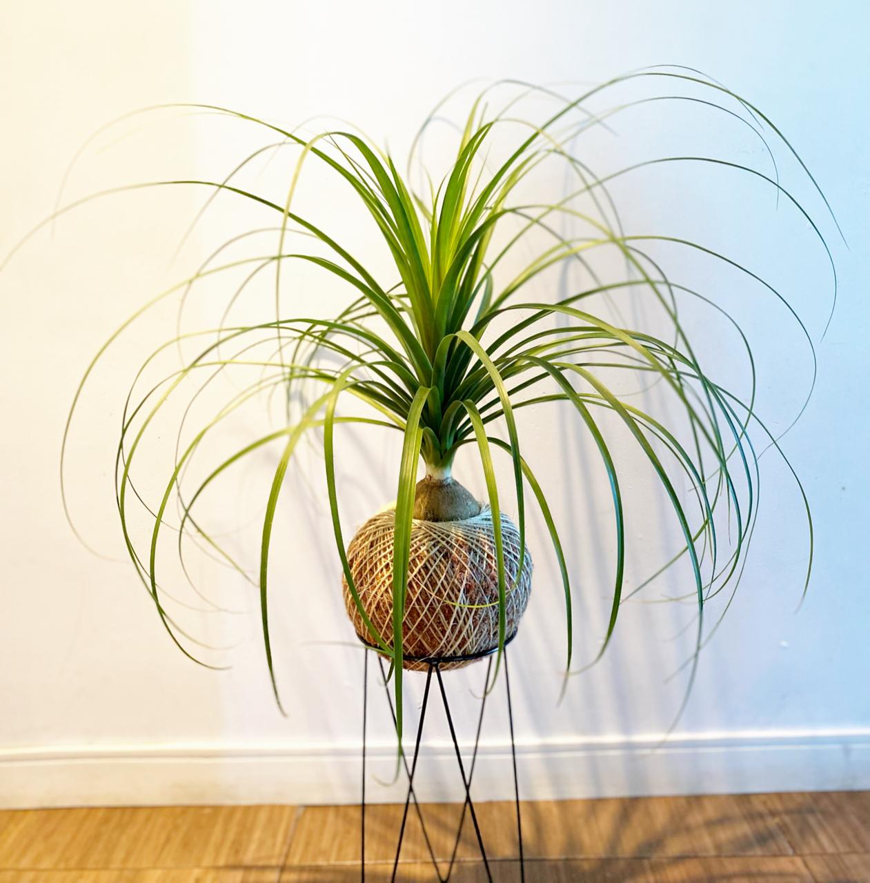 kokedama-imagem